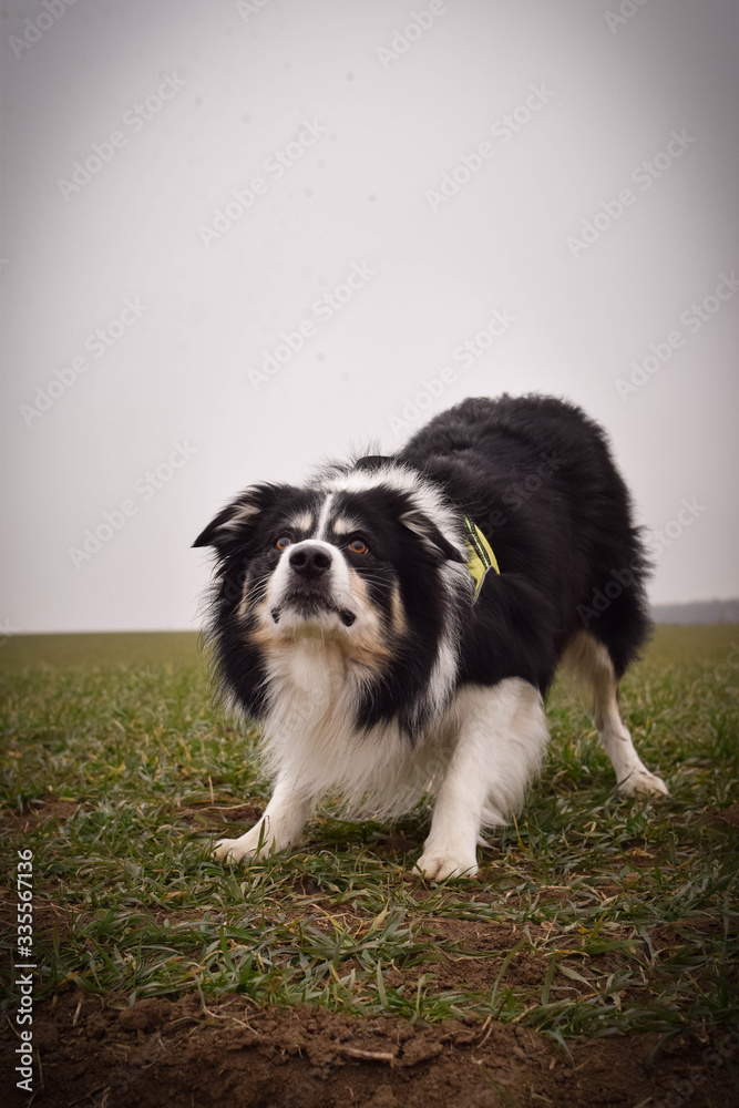 Obraz premium Adult border collie is cathing clay on the field. He is waiting for it on trunk.