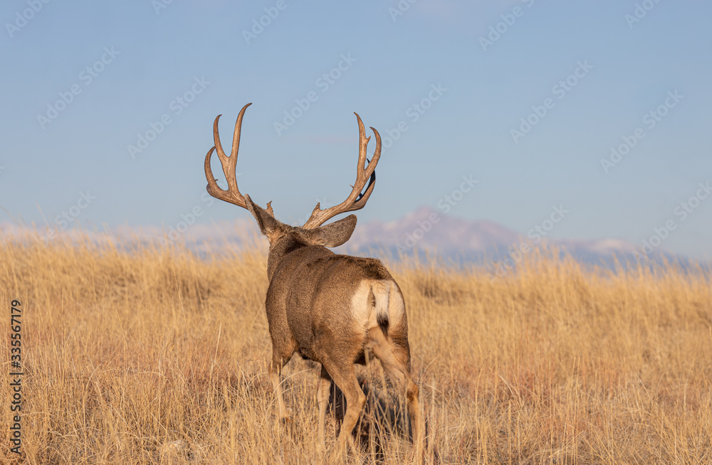 Mule Deer Buck in Colorado during the Rut in Autumn Mule Deer Buck in Colorado during the Rut in Autumn