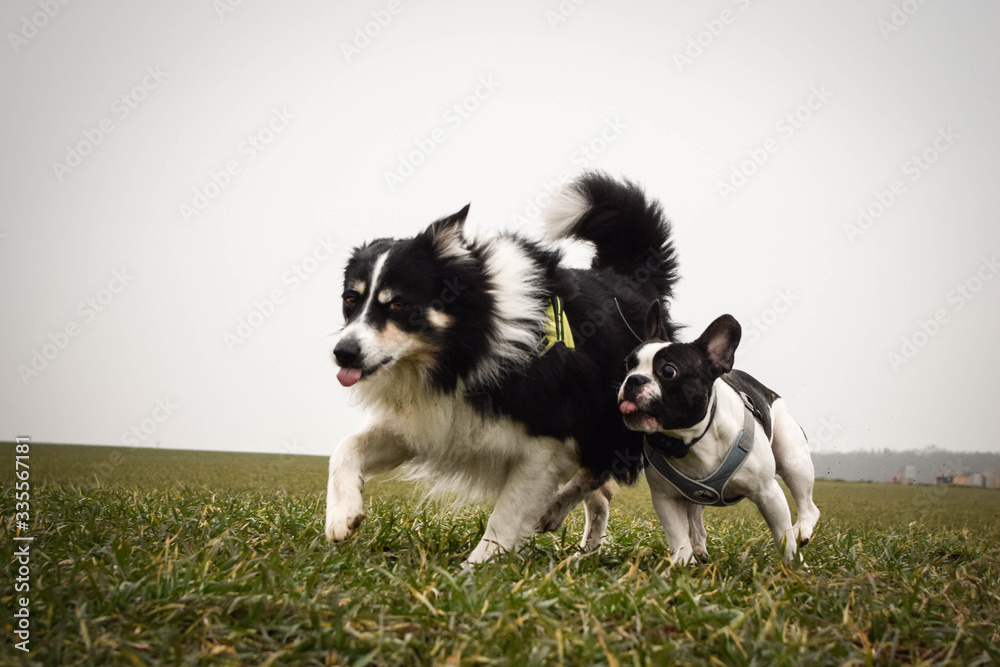 French bulldog and border collie in the field. They are crazy dogs.