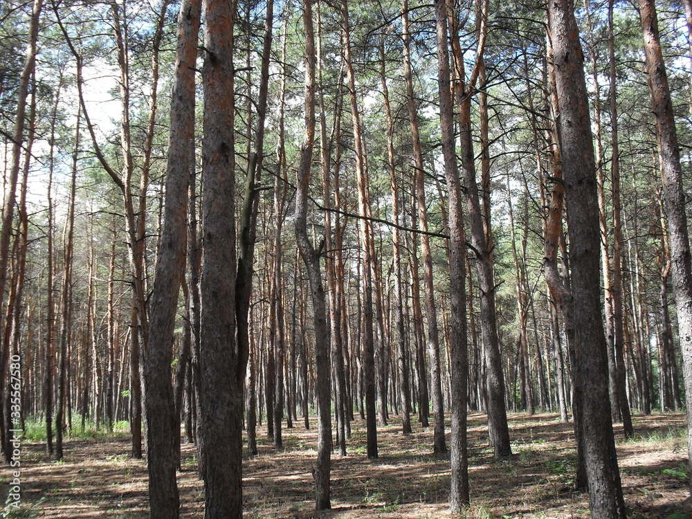 coniferous forest coniferous forest