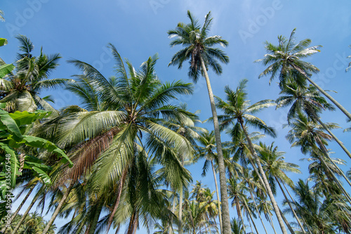 Coconut trees under hot tropical sunny day. © Cloudyew