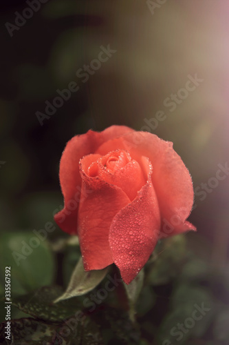 Pink rose in the drops of morning dew photo