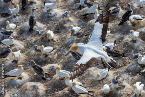 Gannet colony at Muriway in New zealand. North Island.