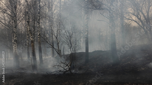 Forest fire consequences - smoke and charred birch tree trunks on the scorched earth