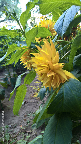 chrysanthemums