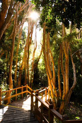 Forêt d'arrayanes photo