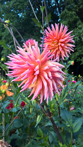 chrysanthemums