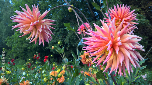 chrysanthemums