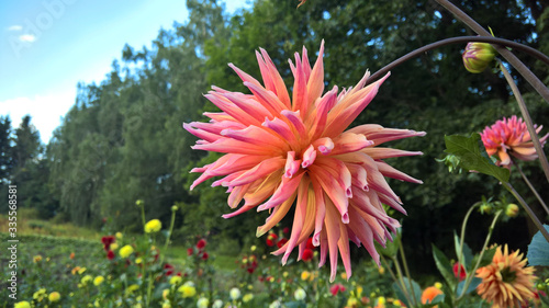 chrysanthemums