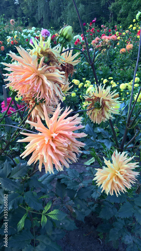chrysanthemums