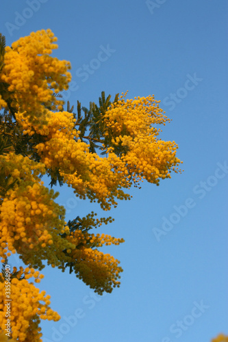 Sunset on yellow mimosa on clear blue sky