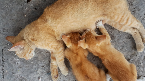 Cat mom feed little kitten.