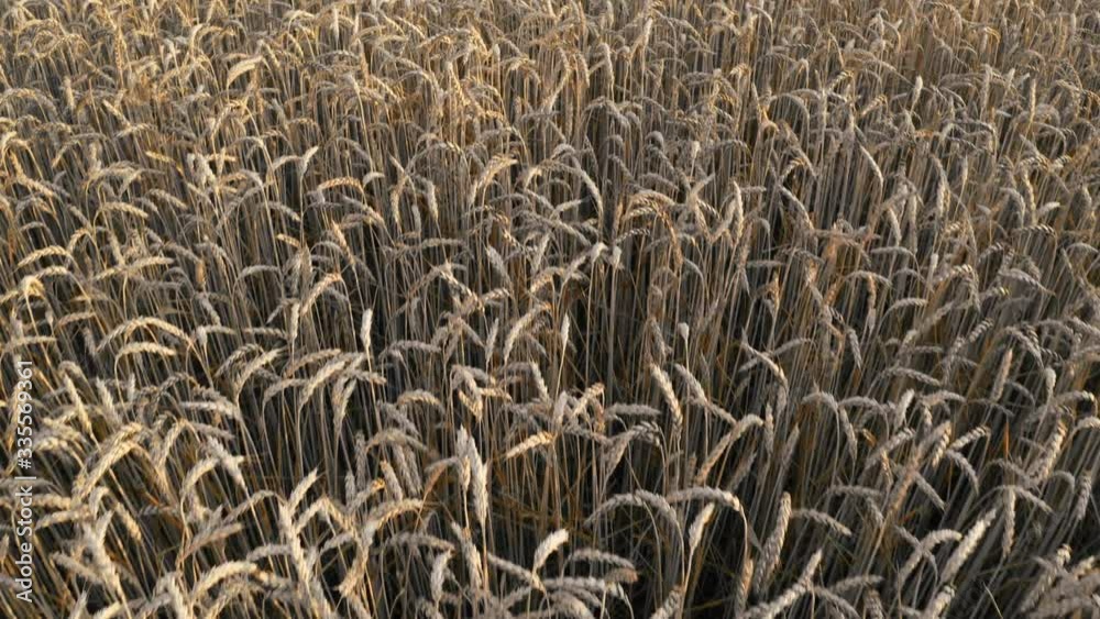 Flight over a field with ripened wheat in golden light Flight over a field with ripened wheat in golden light
