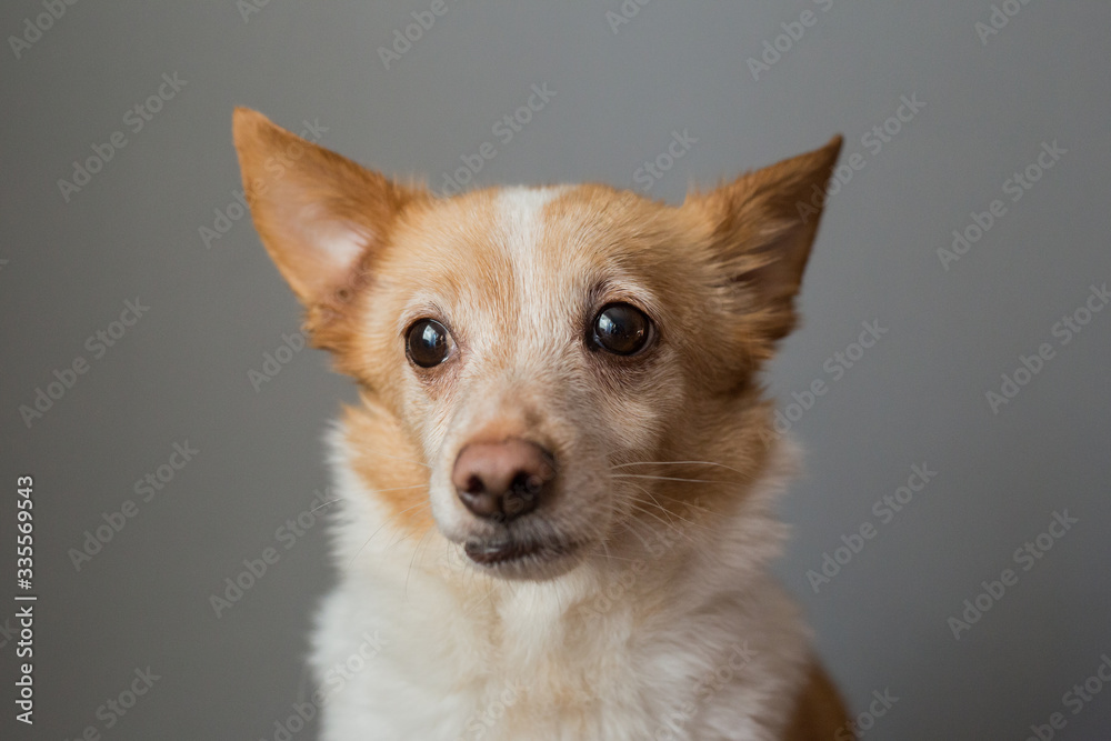 Portrait of a beautiful little smart dog Portrait of a beautiful little smart dog