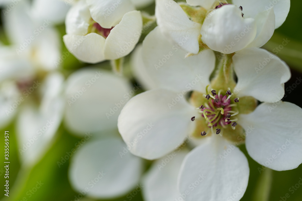 Blooming tree Pyrus communis in the garden. Known as European pear or Common pear. Detail of flowers. Blooming tree Pyrus communis in the garden. Known as European pear or Common pear. Detail of flowers.
