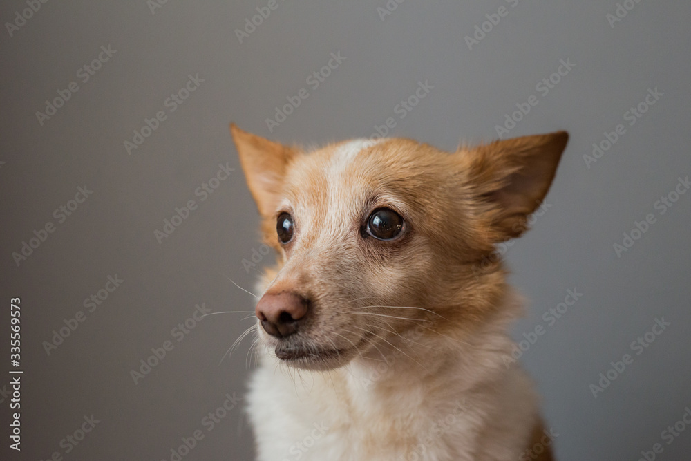 Portrait of a beautiful little smart dog Portrait of a beautiful little smart dog