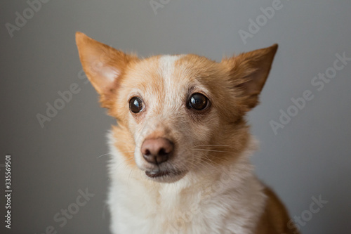 Portrait of a beautiful little smart dog