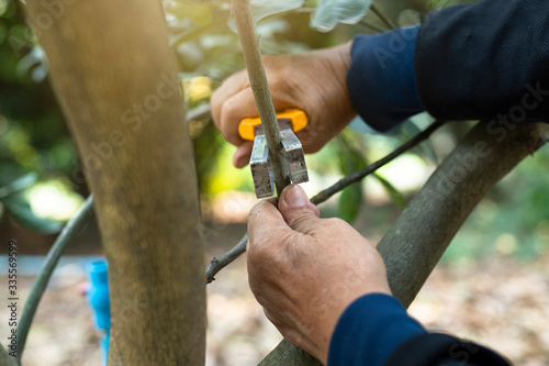 Grapefruit propagation. Grafting the branch of tree plants for plants propagation in the fruit garden. Grafting and budding