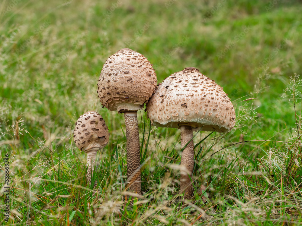 Shaggy Parasol Mushroom in a Meadow, Chlorophyllum rhacodes Shaggy Parasol Mushroom in a Meadow, Chlorophyllum rhacodes