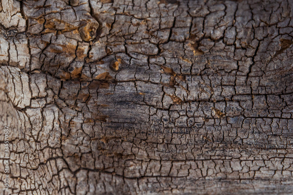 A fragment of the trunk of a very old tree. Grunge texture. Abstract wooden background. The rough texture of a very old tree. Deep cracks. A fragment of the trunk of a very old tree. Grunge texture. Abstract wooden background. The rough texture of a very old tree. Deep cracks.