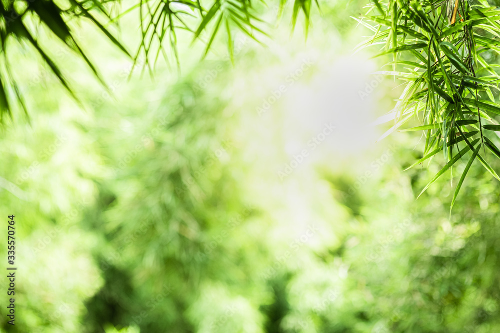 Fototapeta Zbliżenie piękny widok natury zielony liść bambusa na zieleni niewyraźne tło z promieni słonecznych i miejsca kopiowania. Jest używany do tła letniego ekologii naturalnej i koncepcji świeżej tapety.