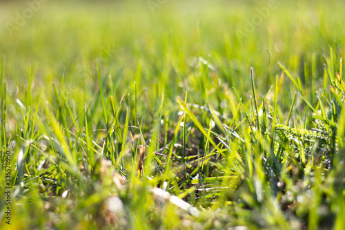 meadow with green grass, close-up. Pure spring natural background.