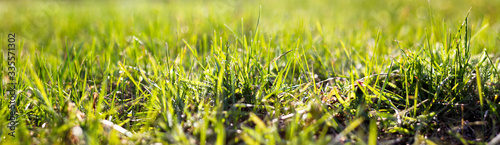 panorama of a meadow with young green grass, close-up.