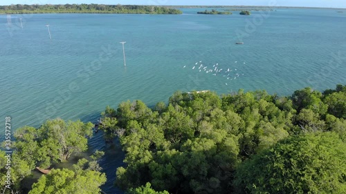 Aerial view of the Birds flock at water coast line at East Pemba island Near to Mkangale in Zanzibar Archipelago, Tanzania, Indian ocean photo