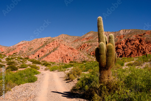 Cactus dans la Quebrada de las senoritas 