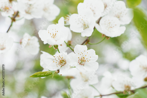 White pear flowers close-up in the spring garden. Selective focus.