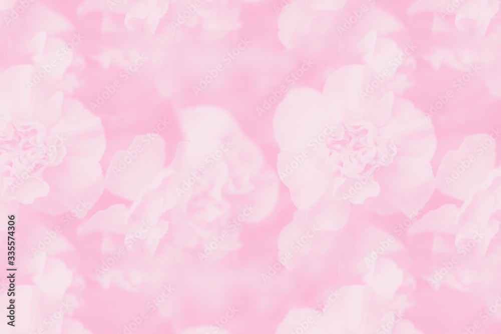 Pale pink abstract background. Floral gradient background, delicate carnation flowers Pale pink abstract background. Floral gradient background, delicate carnation flowers