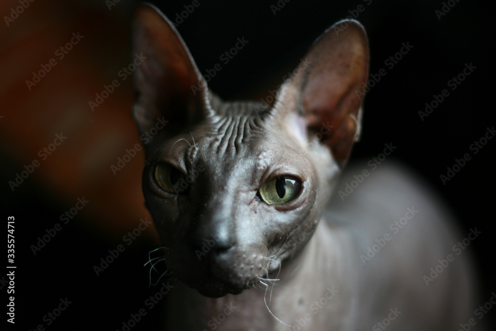 Portrait of a bald cat. Don Sphynx cat breed