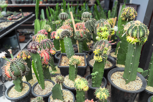 Cactus in garden