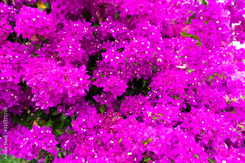 Violet bougainvillea flower. Bright saturated color close up.