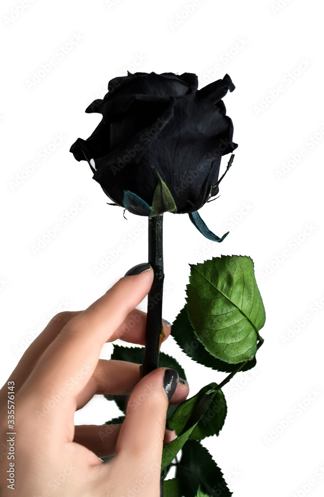 Rosa negra, sujeta por mano de mujer. foto de | Adobe