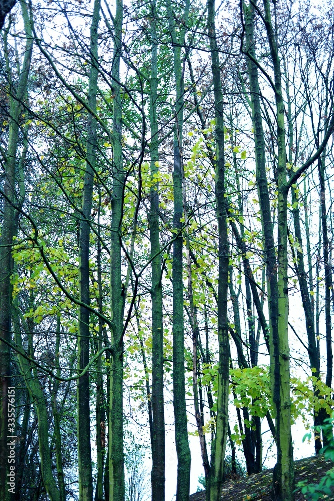 Obraz premium trees in the forest