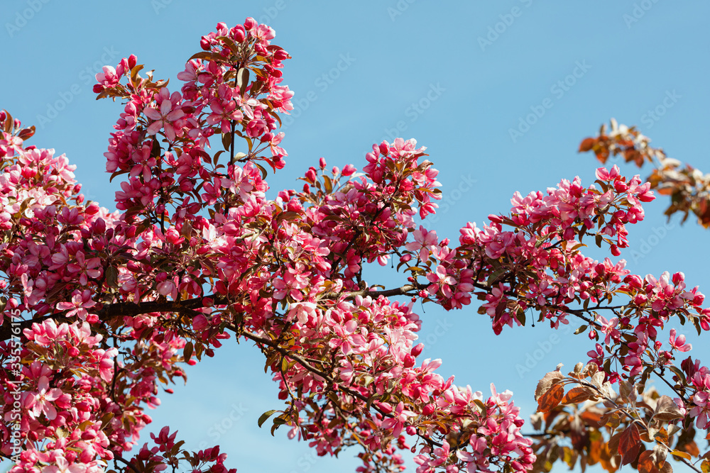 Flowering Pink Crabapple tree in the garden on a spring sunny day Flowering Pink Crabapple tree in the garden on a spring sunny day