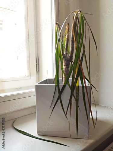Concept of bad gardening - dying little Dracaena plant standing in a room inside on a window ledge