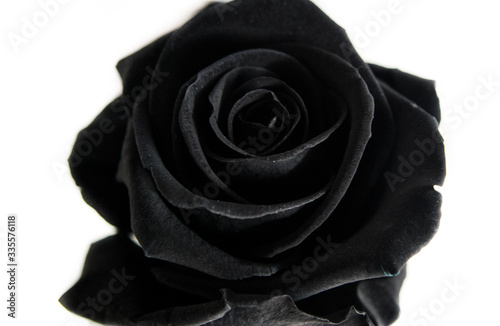 Rosa Negra. Primer plano de una rosa negra.