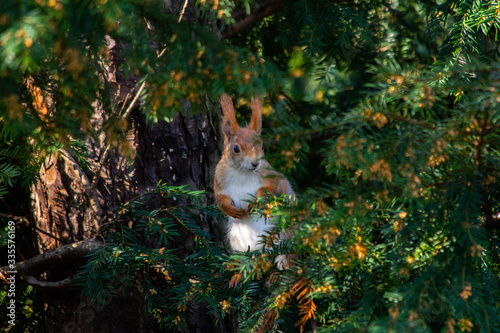 europäisches Eichhörnchen im Baum © Sabine