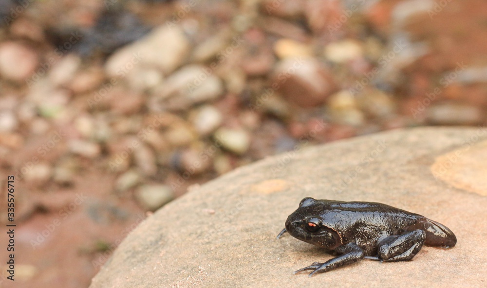 Naklejka premium Tadpoles on rock transitioning from a polliwog (tadpole) to a frog.
