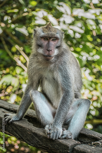 Mono sentado en lo alto de un tronco en la naturaleza en Monkey Forest, en Ubud, Bali, Indonesia. © Alex