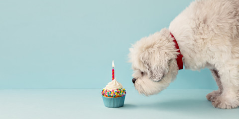 Dog with birthday cupcake