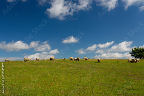 sheep landscape with a beautiful cloudscape