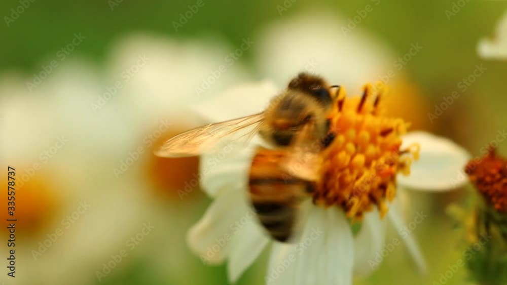Bee eating pollen of flower in the field, Chiangmai Thailand Bee eating pollen of flower in the field, Chiangmai Thailand