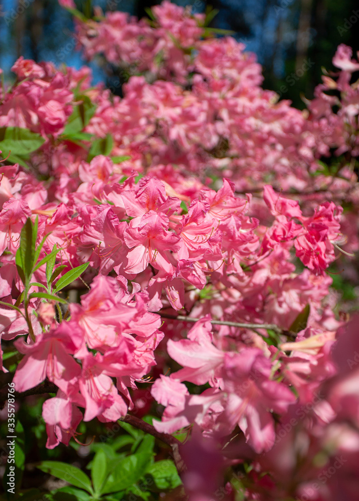 Rhododendron plants in bloom with flowers Rhododendron plants in bloom with flowers