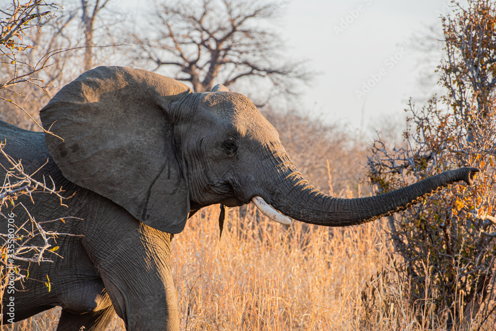 Obraz premium La vida de los elefantes