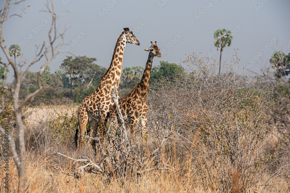 Obraz premium Desde las alturas