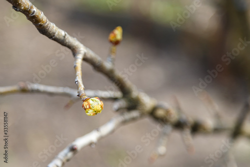 Spring blooming buds on fruit trees.