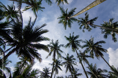 Coconut trees farm under blue sky at Malaysia.